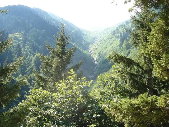 Ayder çevresinde ladin ormanlarıyla kaplı vadi