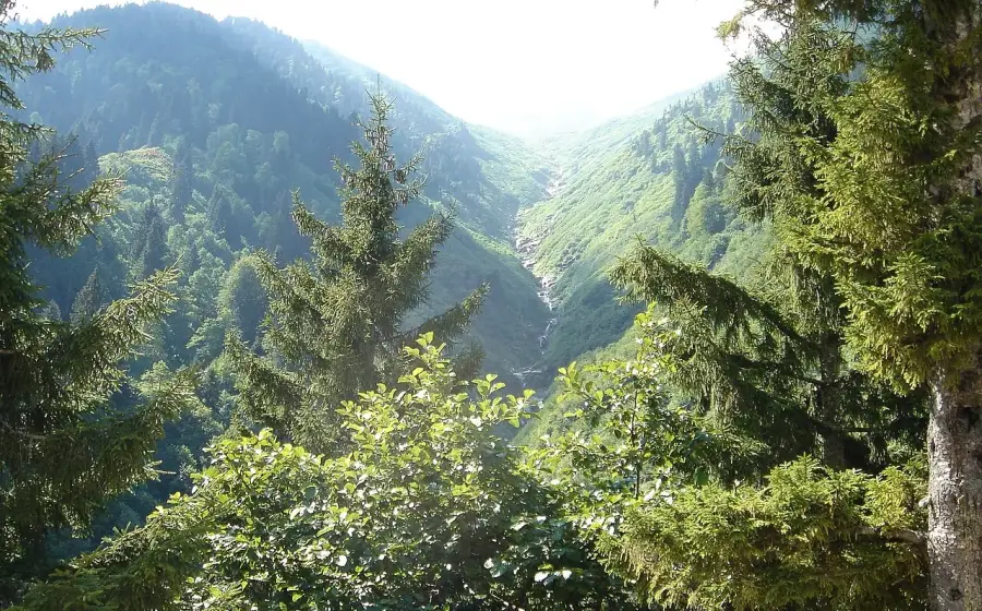 Ayder çevresinde ladin ormanlarıyla kaplı vadi